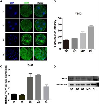 Knockdown of Y-box binding protein 1 induces autophagy in early porcine embryos